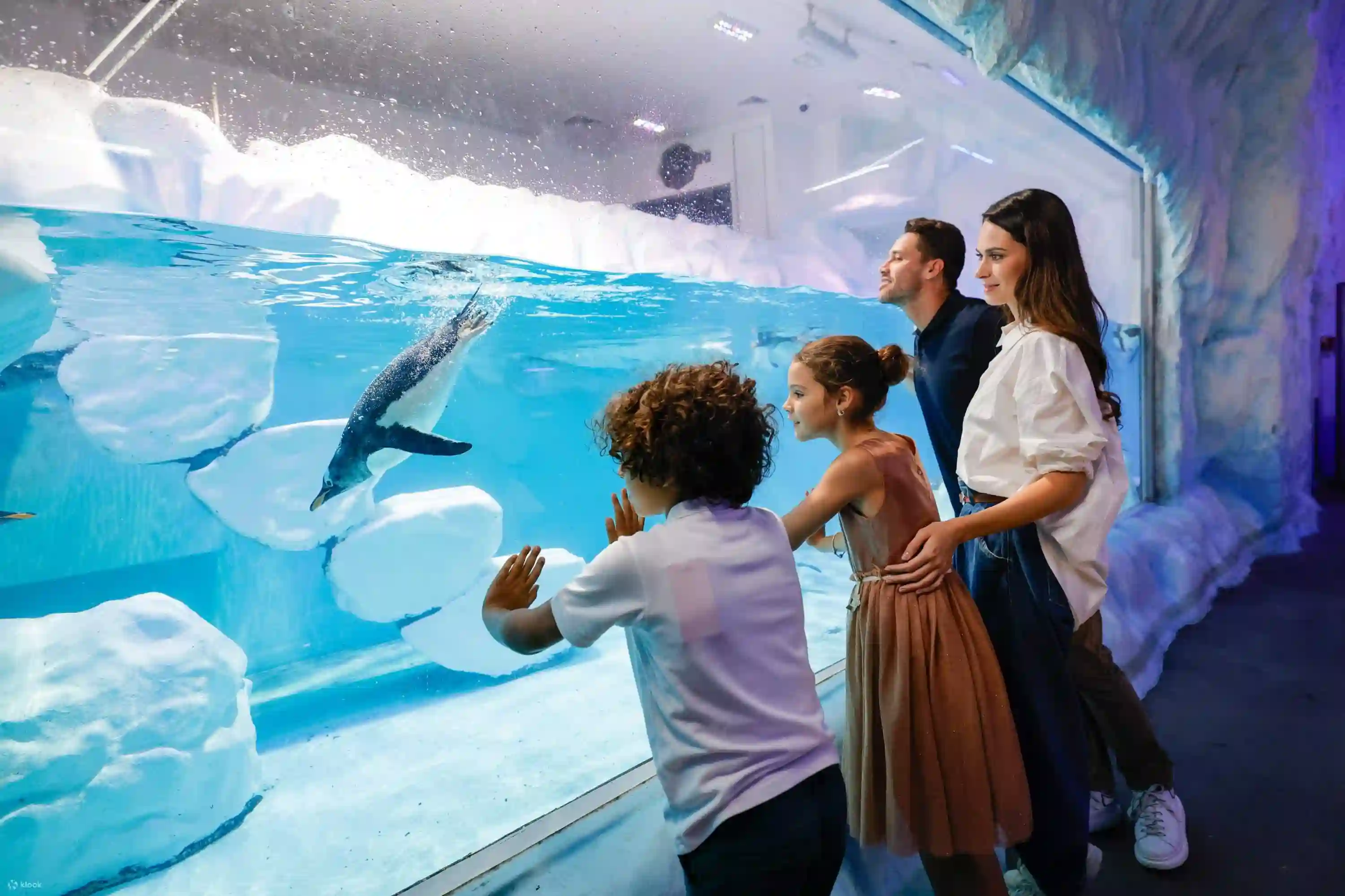 Dubai Mall Aquarium and Penguin Cove Tickets